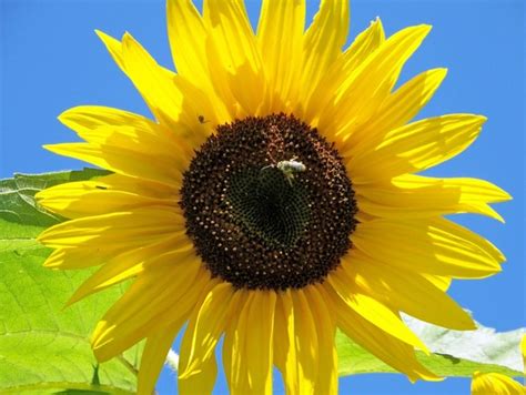 Sunflower Photos in .jpg format free and easy download unlimit id:196614