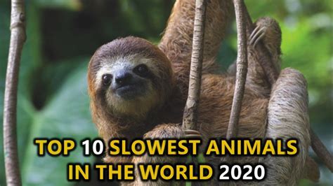 What Is The Most Slowest Animal In The World : International Sloth Day ...