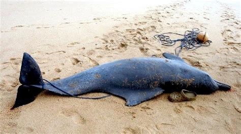 Atlantic Humpback Dolphin – "OCEAN TREASURES" Memorial Library