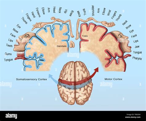 Sensory Homunculus Brain Cortical Homunculus Illustration Stock Photo - butlerseedgroup