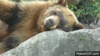 Cute Sleepy Bear Passes Out on Make a GIF