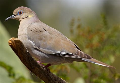 White-winged Dove | San Diego Bird Spot