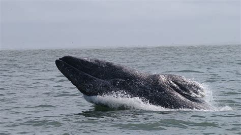 Whales and the Pursuit of Oil: When Scientists and Big Oil Team Up ...