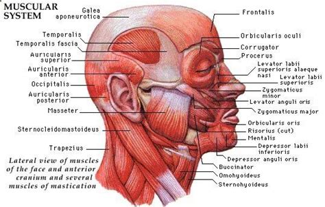 Knowing what muscles exist on the face opens the doors to understanding ...