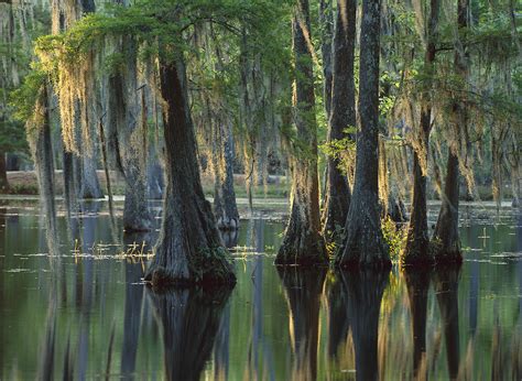 Bald Cypress Swamp Sam Houston Jones Photograph by Tim Fitzharris