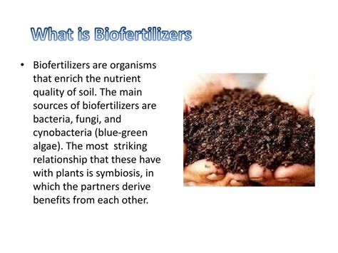 PPT - Importance’s of Biofertilizers in Modern Agriculture PowerPoint Presentation - ID:1284145