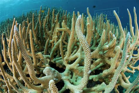 Staghorn corals (Acropora cervicornis). Indo-pacific. - Stock Photo ...