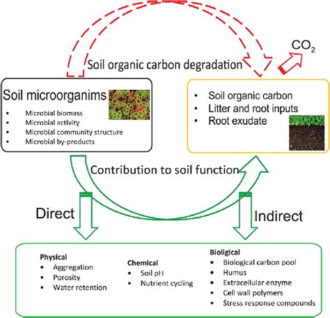 1 Soil microorganisms in relation to soil carbon (im)mobilization ...