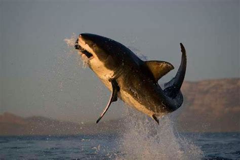 Shark Diving Seal Island False Bay Western Cape South Africa