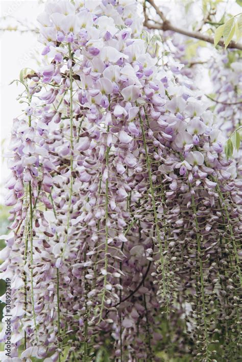 The tree of wisteria featuring flowers white. The botanical family of acacia is fabaceae trees ...