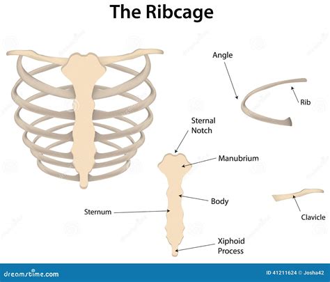 Rib Cage / Sternum - Anatomy Bones Stock Photography | CartoonDealer ...