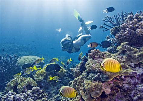 Snorkel - Australia Liveaboard