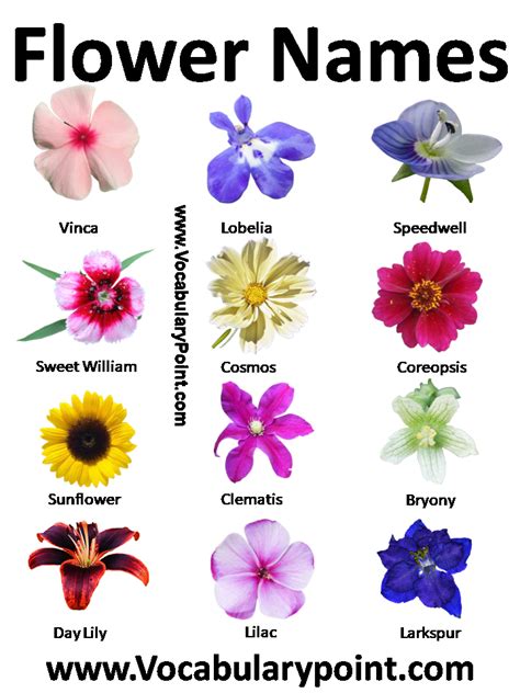 Images Of Flowers And Their Names