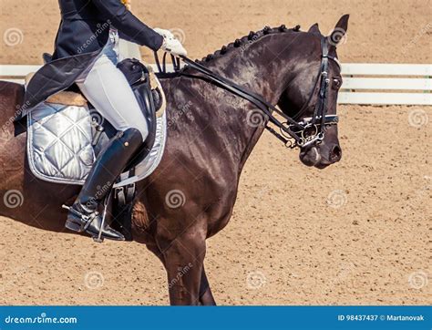 Dressage Horse and Rider. Black Horse Portrait during Dressage ...