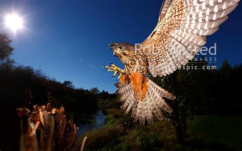 New Zealand Falcon (Falco novaeseelandiae; Falconidae) flying and landing at high speed ...