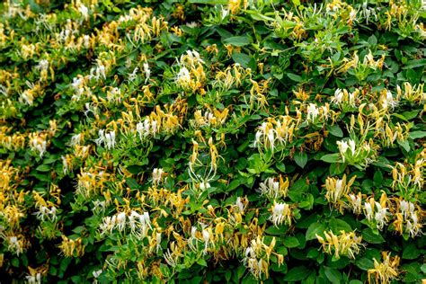 Species Spotlight: Japanese Honeysuckle (Lonicera Japonica) Triangle ...