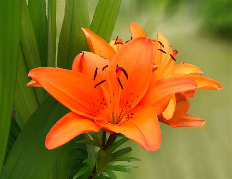 Lily Flower Free Stock Photo - Public Domain Pictures