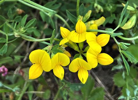 9 Common Grass Weeds With Yellow Flowers: Identify & Treat