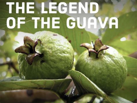 Philippine Legend: The Legend of the Guava | Owlcation