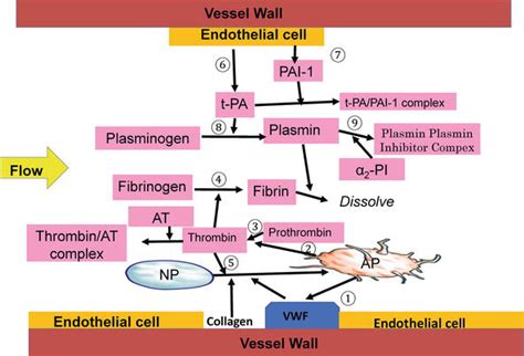 Mechanism of Thrombus Formation in Regard to Diet | IntechOpen