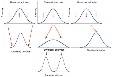 Modes of Natural Selection