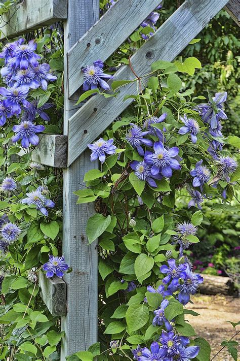 All About Plant Supports: How To Choose The Right One | Gardening Know How