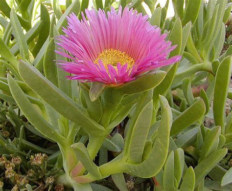 Carpobrotus edulis - Alchetron, The Free Social Encyclopedia