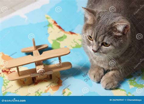 Cute Cat and Toy Plane on World Map, Closeup. Travel with Pet Concept Stock Image - Image of ...