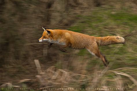 Jumping Fox by linneaphoto on DeviantArt