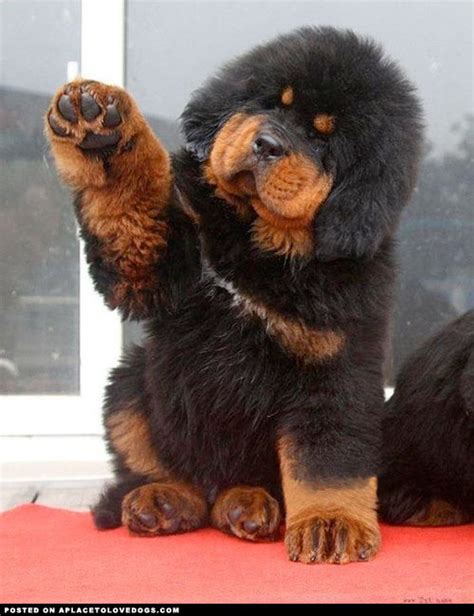 Tibetan mastiff puppy : aww