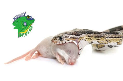 Why You Should Buy Frozen Medium Rats For Your Snake – Strictly Reptiles Inc.