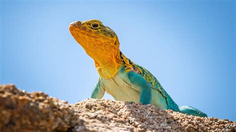 Why Lizards Are Misunderstood and Why We Need Them | Reader's Digest