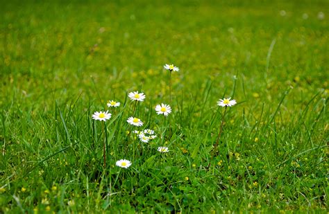 Flowers On The Grass Free Stock Photo - Public Domain Pictures