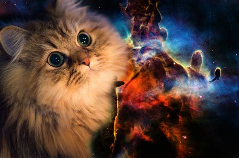 🔥 [47+] Space Cat Wallpapers iPhone | WallpaperSafari