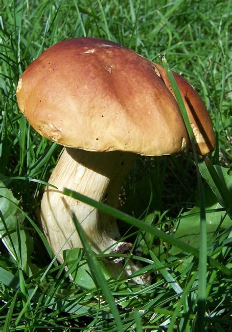 Wild Edible Mushrooms of Alberta | The InterScience Cup