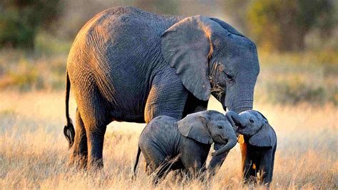 African elephants can now only rarely be taken from the wild | Ultimate Africa