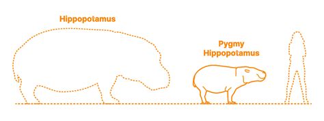 Pygmy Hippopotamus (Choeropsis liberiensis) Dimensions & Drawings ...