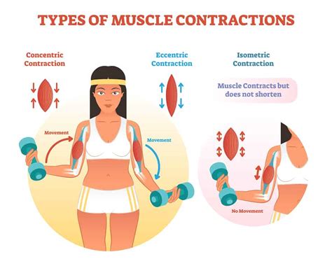 Concentric vs. Eccentric vs. Isometric Muscle Contractions - EMPOWER ...