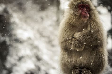 Winter Wellness for Zoo Animals in Texas / Texas Zoos