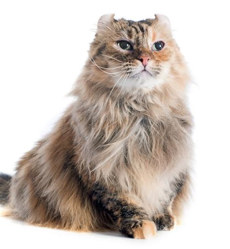 15 Orange Cat Breeds You Should Know – PureWow