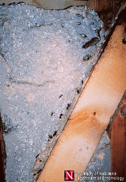 Photos of Ants and Ant Damage - University of Nebraska Cooperative Extension in Lancaster County