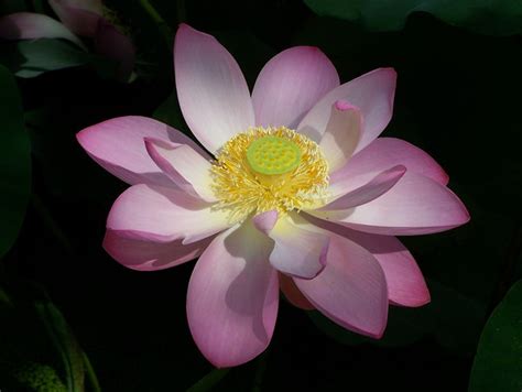 White Lotus Pond of Muan – Somewhere in Dhamma