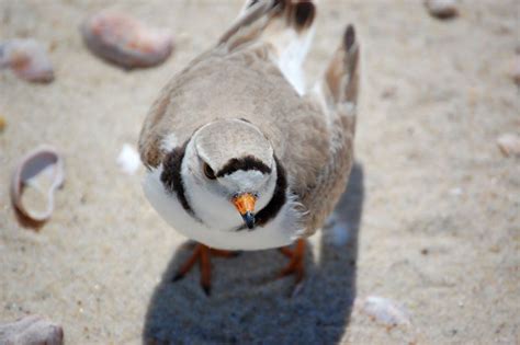 “How are the Plovers Doin’?”: A Summary of Our Piping Plover Nesting Season | Field Notes from ...