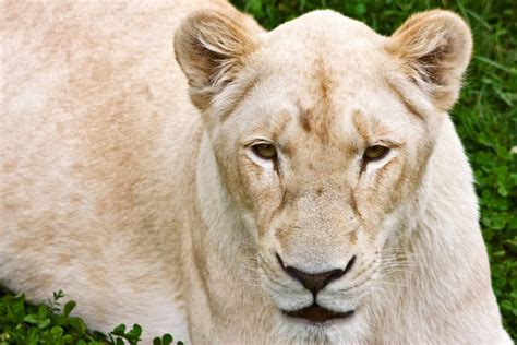 White Lioness by boldfrontiers on DeviantArt