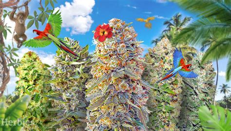 Top 11 Most Exotic Weed Strains to Grow and Smoke - Herbies Seeds