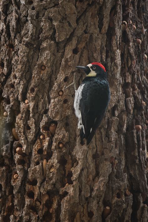 Acorn Woodpecker | Sean Crane Photography