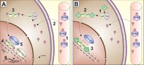 Schematic representation of androgen action. A. The classical androgen... | Download Scientific ...