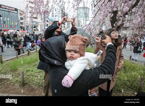 CHERRY BLOSSOM, TOKYO Stock Photo - Alamy