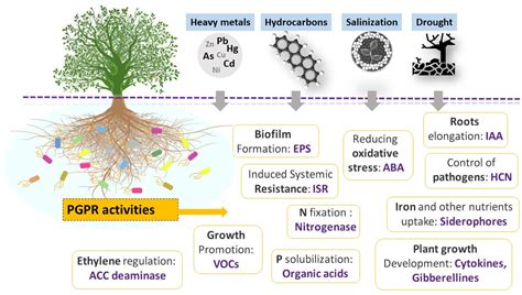 Applied Sciences | Free Full-Text | The Role of Plant Growth-Promoting Rhizobacteria (PGPR) in ...