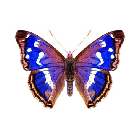 Purple Emperor Butterfly Painting by Alison Langridge - Pixels